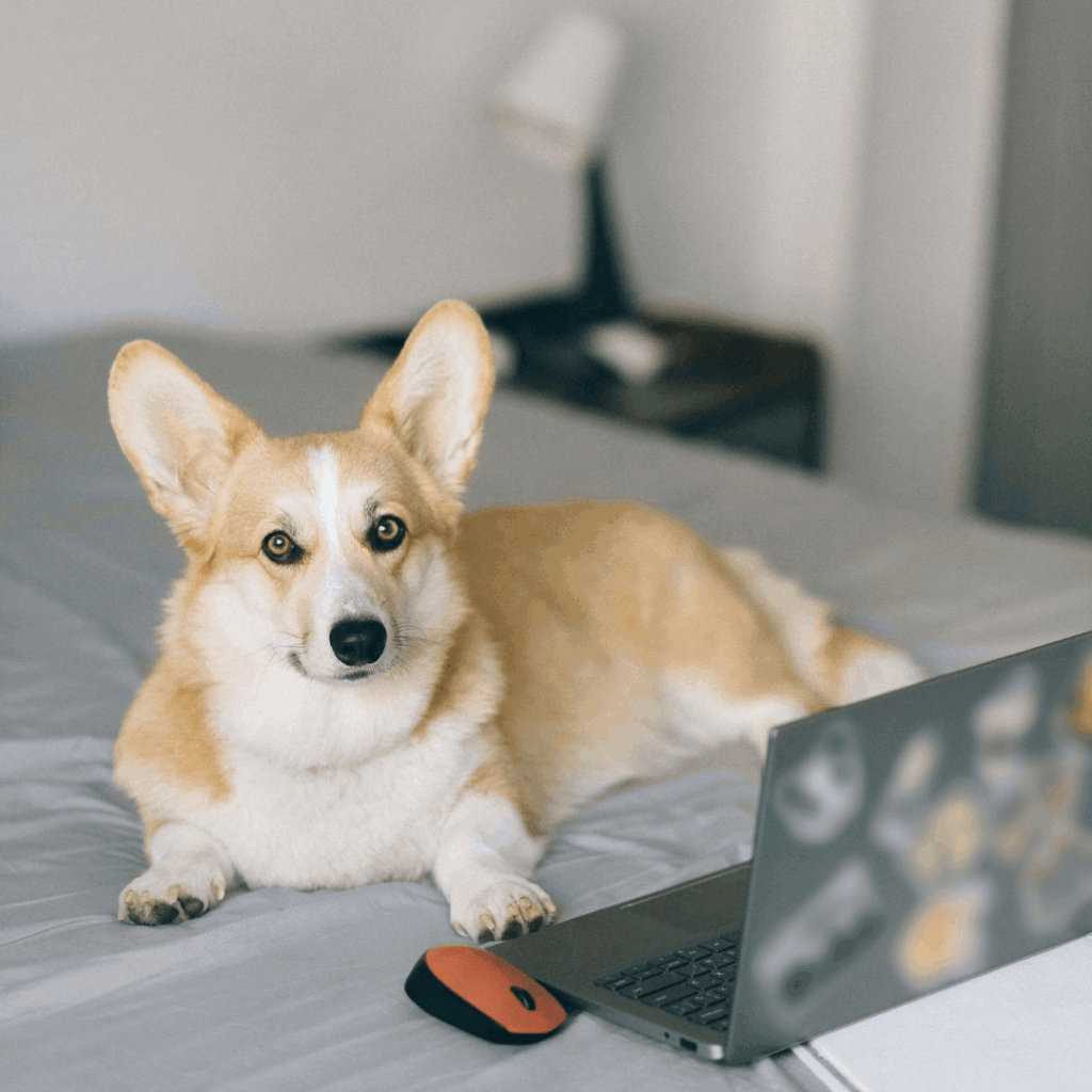computer-mouse-jiggler-corgi White and light brown corgi in front of a laptop, laying on a bed. A computer mouse is next to its left paw.
